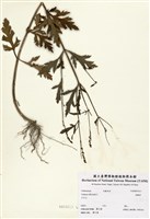 藏品(馬鞭草)的圖片